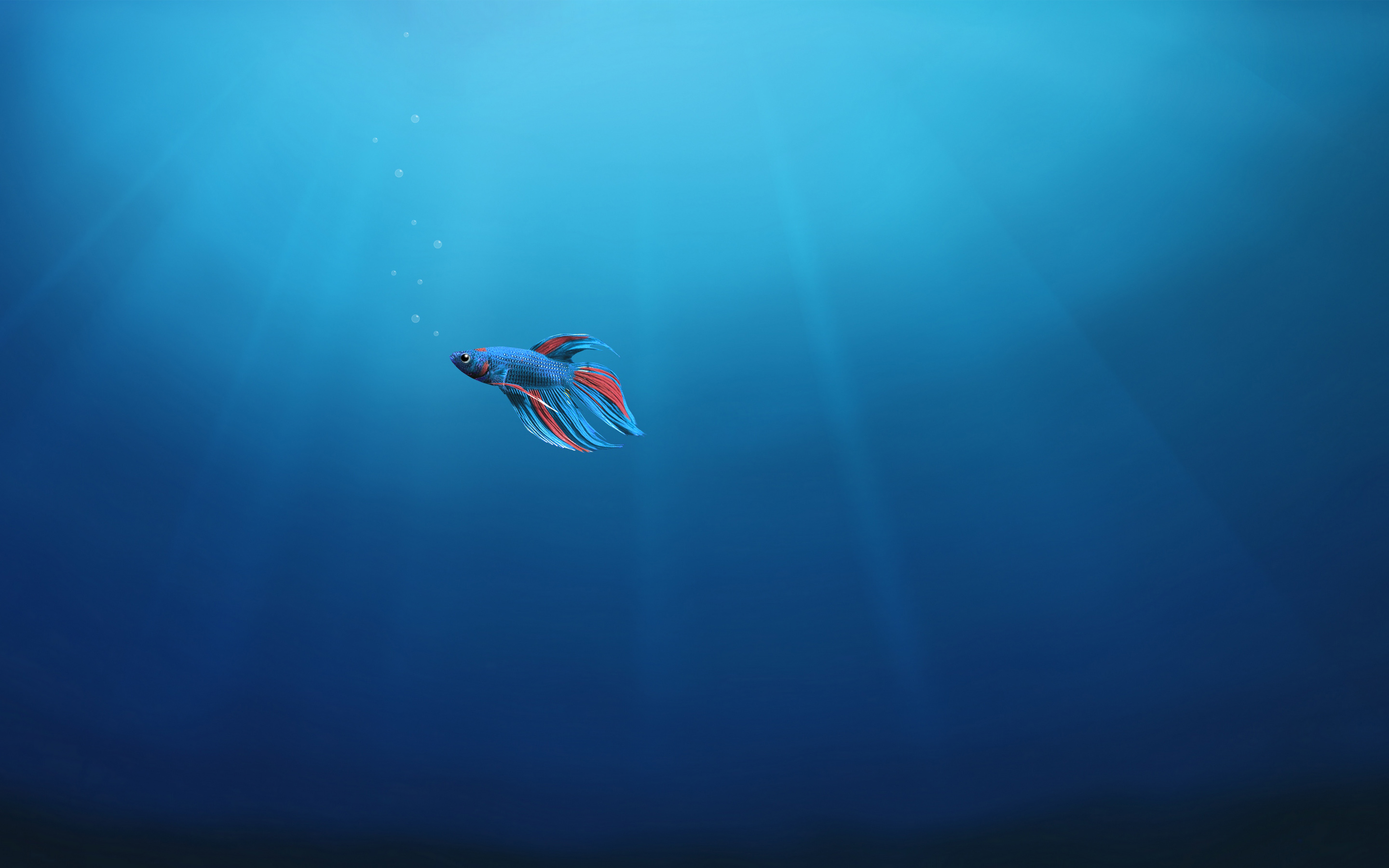 Underwater Alone Fish 4K974324824